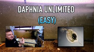 How I Raise Daphnia Water Fleas And You Can Too [upl. by Bab423]