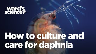 Caring and Culturing for Daphnia [upl. by Namreg]