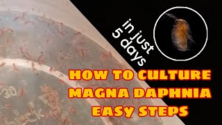 How to Culture Magna Daphnia Easily [upl. by Einnil]