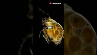 How to culture Daphnia for your Aquarium [upl. by Nwahsiek]