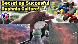 How to Culture Daphnia Successfully [upl. by Annoek]