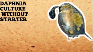 HOW TO CULTURE DAPHNIA NATURALLY WITHOUT A STARTER [upl. by Sunshine670]