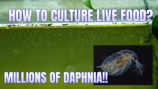 How to Culture Daphnia Secret Method to Breed MILLIONS  Simply Aquatic [upl. by Rehctelf27]