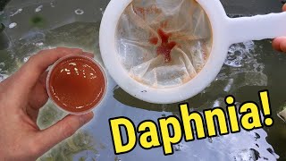 How I Culture Daphnia In Outdoor Tubs [upl. by Cilegna]