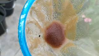 How to culture daphnia moina in a small container Part 1 English Subtitle [upl. by Litnahc]