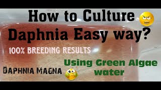 Daphnia MagnaHow to Culture Daphnia Easy wayCulturing Daphnia using Green water Daphnia [upl. by Ecinrev993]