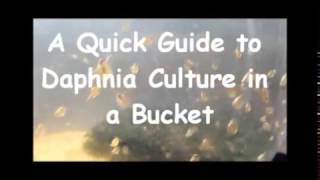 How to culture daphnia outside [upl. by Royden736]