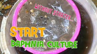 How to culture daphnia moina the easy way 1  Starting the Daphnia culture [upl. by Llerehc]