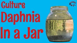 How to Culture Daphnia in a Jar [upl. by Aivekal]