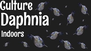 How to Culture Daphnia [upl. by Ttik635]