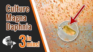 How to culture DAPHNIA MAGNA  The easy way [upl. by Mathur]