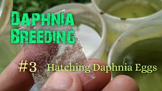 Daphnia Culture made simple and easy 3  Hatching Daphnia eggs [upl. by Eberly]