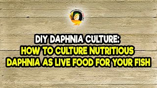 DIY Daphnia Culture How to Culture Nutritious Daphnia as Live Food for Your Fish [upl. by Angrist]