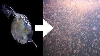 How I Culture Daphnia [upl. by Nareht]