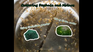 How To Culture Daphnia and Moinas using Green Water Spirulina powder [upl. by Kirsteni453]