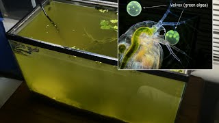 Raising Daphnia for the Freshwater Aquarium [upl. by Krahling406]