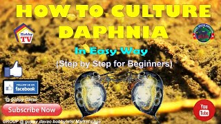 HOW TO CULTURE DAPHNIA In Easy Way [upl. by Drusy340]